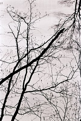 Barren tree branches cast intricate shadows on a light-colored wall, evoking winter or early spring. The high-contrast monoch...