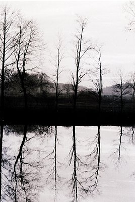 Monochrome reflection of bare trees in calm water, creating symmetrical mirroring. Overcast sky enhances contrast. Likely aut...