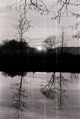 Symmetrical reflections of bare trees in calm water under a hazy, low-angle sunrise/sunset. Monochromatic composition with ve...