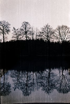 Silhouetted trees mirrored in calm water, creating a symmetrical reflection. High-contrast monochrome composition with minima...