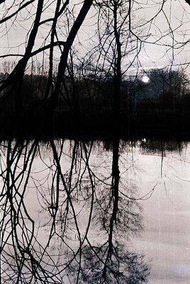 Symmetrical reflection of bare winter trees in calm water, creating a mirror-like effect. Monochrome composition highlights s...