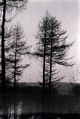 Bare deciduous trees in winter rain, silhouetted against a misty horizon. Monochrome vintage filter suggests 19th–20th centur...