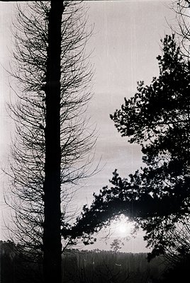 Black-and-white forest scene with leafless deciduous trees framing a dense evergreen cluster. Sunlight filters through branch...