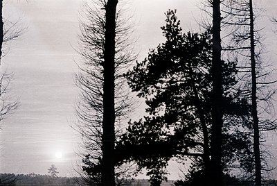 Silhouetted forest scene with dense evergreens framing a distant, lone tree against a low-lying sun. High-contrast monochrome...