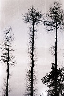 Tall, leafless conifers dominate this high-contrast black-and-white forest scene, with one evergreen tree partially visible a...