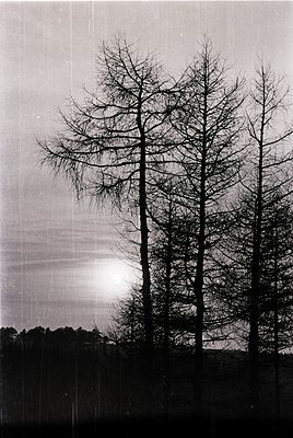 Black-and-white landscape featuring leafless deciduous trees silhouetted against a dramatic sky. Sunlight breaks through clou...