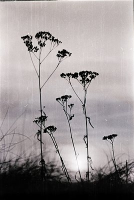 Silhouetted yarrow plants (*Achillea millefolium*) dominate this monochrome composition, backlit by low sunlight. The intrica...