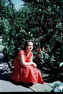 Mid-century woman in a red floral dress sits on stone steps beside a lush, red-berried shrub, likely a hawthorn. The dress su...