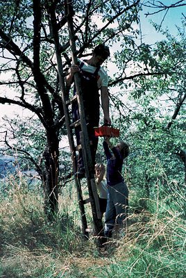 Three individuals climb a makeshift wooden ladder in a forested area, likely for tree maintenance or surveying. Mid-20th cent...