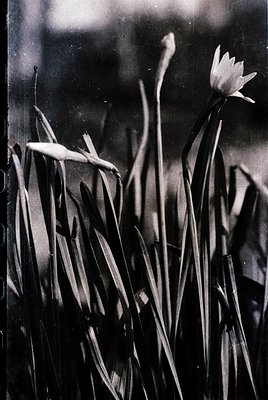 Vintage black-and-white close-up of water lilies in shallow water, captured with soft focus. Tall, slender stems and broad le...
