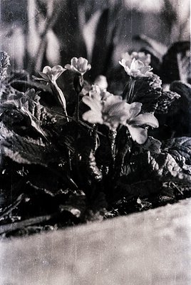 Vintage black-and-white close-up of delicate blooming flowers with broad, textured leaves. Likely a 19th–early 20th century b...