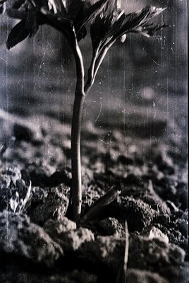 Vintage black-and-white close-up of a single sunflower emerging from textured soil, captured through a slightly scratched gla...