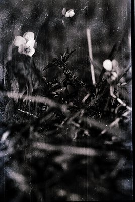 Vintage botanical study of delicate white flowers on blurred green stems, likely captured via early photography. Soft focus a...