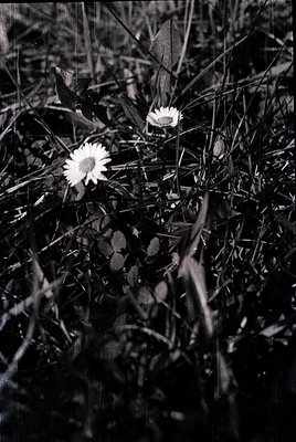 Close-up black-and-white shot of delicate wildflowers (likely daisies) emerging through tall grass and foliage. Contrasting t...
