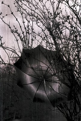 Vintage black-and-white photo of a shattered umbrella with intricate spokes, partially obscured by leafless branches. The cra...