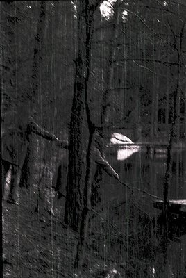 Vintage black-and-white aerial view of a densely forested area with vertical tree trunks and minimal sunlight penetration. Th...