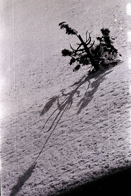 Black-and-white aerial shot of a lone tree casting elongated shadow on sandy terrain, likely a beach or desert. Distinctive t...