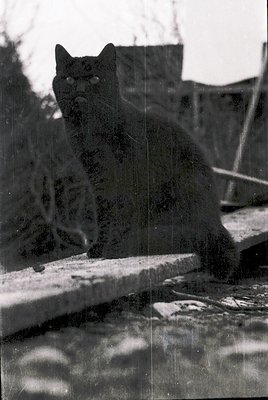 Vintage black-and-white photo of a tabby cat perched on a concrete ledge, gazing upward. The cat’s fur pattern contrasts shar...