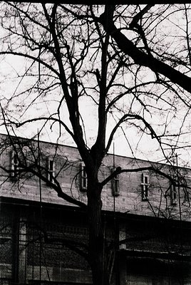 Barren deciduous tree frames a mid-20th-century brick apartment block, showcasing Soviet-era concrete architecture. Symmetric...