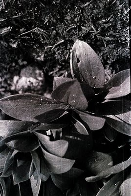 Close-up of glossy, elongated leaves with a waxy texture, likely *Ficus elastica* (rubber plant). High-contrast black-and-whi...
