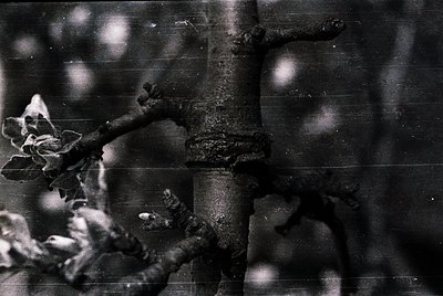 Blurred black-and-white close-up of a tree branch with gnarled, aged bark and sparse foliage. Soft bokeh lights create abstra...