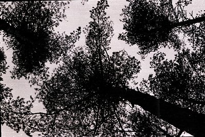 High-contrast black-and-white shot of dense tree foliage framing a blurred sky. Dramatic lighting creates sharp silhouettes a...