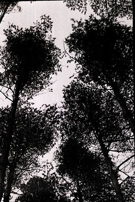 High-contrast black-and-white shot of dense forest canopy with upward perspective, emphasizing tree trunks and foliage. Likel...