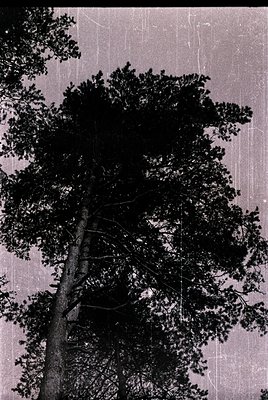 Black-and-white photograph of a mature pine tree framed by vertical light streaks, likely from rain or snow. The tree’s dense...
