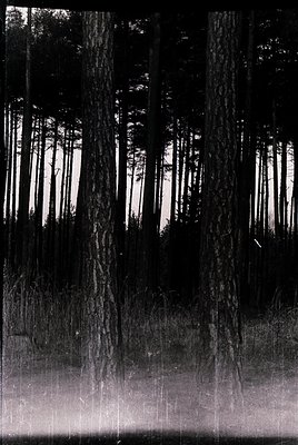 Monochrome forest scene with dense coniferous trees framing a misty, sunlit clearing. Vertical trunks dominate the compositio...