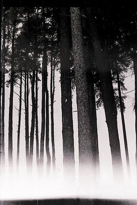 High-contrast monochrome forest scene with dense pine trees silhouetted against misty light. Trunk textures and branching pat...
