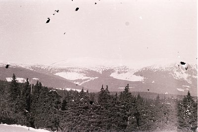 Black-and-white alpine landscape featuring snow-capped peaks and dense coniferous forest in foreground. Overcast sky suggests...