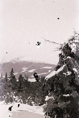 Vintage black-and-white alpine landscape with snow-covered coniferous forest and distant glacier-covered peaks. Snow-laden br...