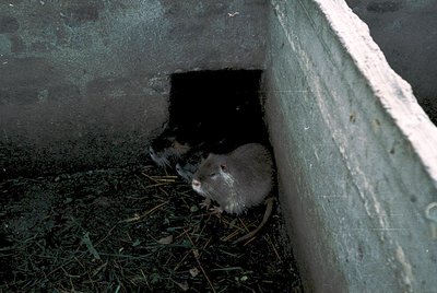 A small rodent, likely a hamster or gerbil, peeks from a dark, narrow tunnel entrance lined with dry bedding. Concrete walls ...