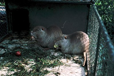Two capybara (*Hydrochoerus hydrochaeris*) rest inside a shaded, netted enclosure with hay bedding. A single apple lies on th...