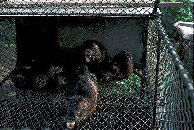 Two bears, likely black bears (*Ursus americanus*), rest in a wire mesh transport crate. The enclosure appears sturdy, with a...