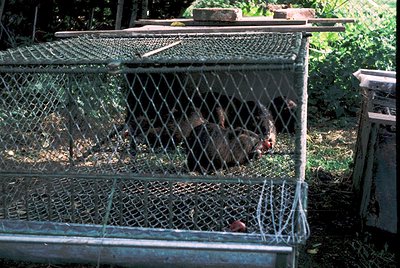 Two raccoons in a wire mesh cage, likely for wildlife rehabilitation or research. Cage features stacked metal trays and a gre...