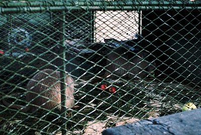 Captive badgers in a netted enclosure, likely for conservation or research. The mesh fence and straw bedding suggest a contro...