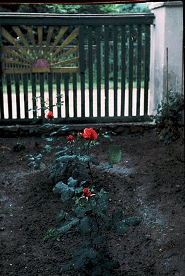 Vintage-style garden scene with a lone red rose bush in a damp, overgrown patch. Reflective metal fence with a sunburst patte...