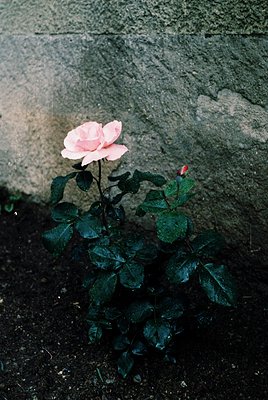 A single pale pink rose with glossy green foliage growing from a concrete planter against a weathered wall. Contrast of delic...