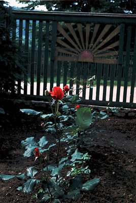 Vibrant red roses with wilted petals grow through a rusted metal fence with a sunburst cutout. The scene evokes a sense of re...