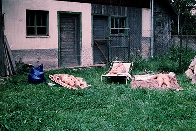 Vintage rural slaughter scene: butchered pig carcasses laid on makeshift wooden racks beside a weathered, two-story building ...