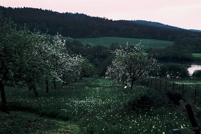 Vibrant rural orchard in bloom, featuring blossoming apple trees against a backdrop of rolling hills and a serene lake. The s...