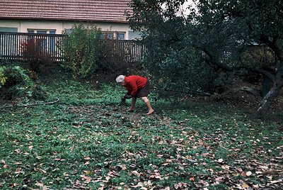 Suburban yard maintenance in autumn, featuring a person raking fallen leaves. Mid-20th century residential architecture with ...