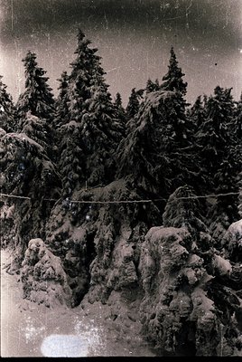 Vintage black-and-white shot of snow-laden evergreens and rugged terrain, framed by a taut wire fence. Dense forest and rocky...