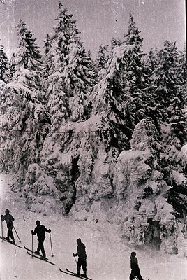 Mid-20th century ski scene in dense coniferous forest. Four skiers in vintage gear navigate snow-covered slopes, surrounded b...