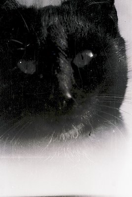 Close-up of a black cat’s face, captured in monochrome with soft focus. Fur texture and reflective eyes stand out against a b...