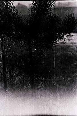 Black-and-white shot of rain-soaked evergreens framing a blurred indoor space, likely a window or glass partition. Light stre...