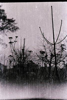 Vintage black-and-white photo of wildflowers and dried plants in a rain-soaked field, with vertical rain streaks obscuring ba...