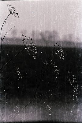 Vintage cyanotype print capturing delicate Queen Anne’s lace silhouetted against a misty horizon. Fine grain and fading edges...