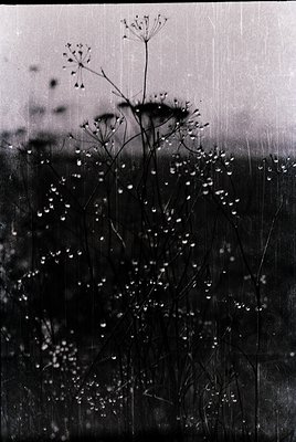 Monochrome close-up of dew-covered Queen Anne’s lace (*Daucus carota*) in a field, backlit for dramatic contrast. The delicat...